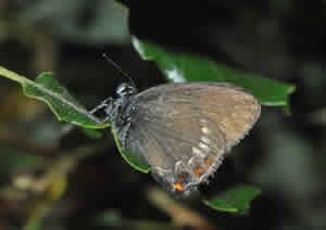 Satyrium ilicis